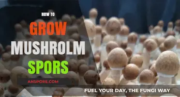 Mastering Mushroom Spores: A Beginner's Guide to Successful Cultivation