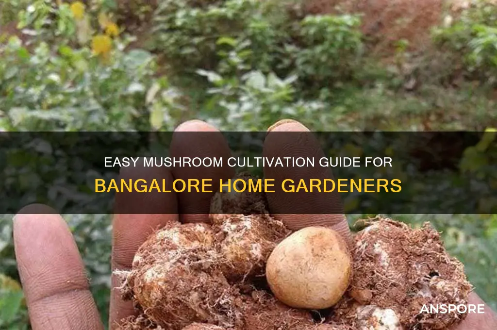 how to grow mushroom at home in bangalore
