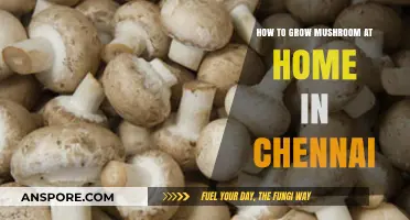 Easy Mushroom Cultivation Guide for Chennai Home Gardeners