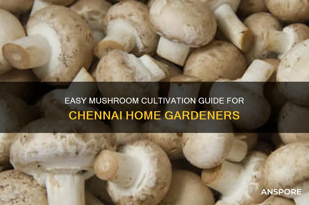 how to grow mushroom at home in chennai