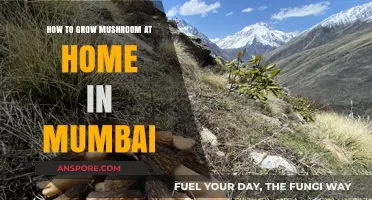 Easy Mushroom Growing Tips for Mumbai Homes: A Beginner's Guide