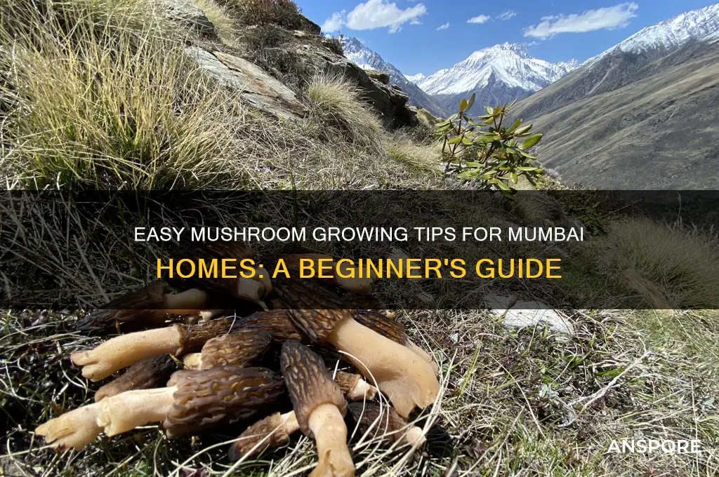 how to grow mushroom at home in mumbai