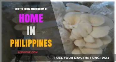 Easy Mushroom Growing Guide for Filipino Home Gardeners