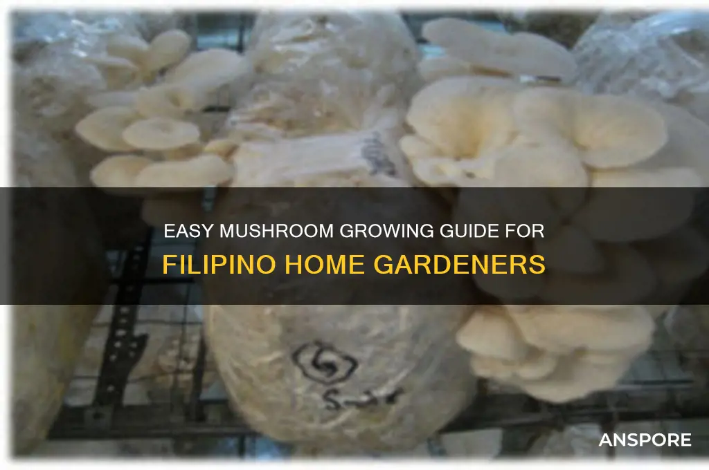 how to grow mushroom at home in philippines