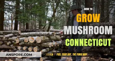 Growing Mushrooms in Connecticut: A Beginner's Guide to Successful Cultivation