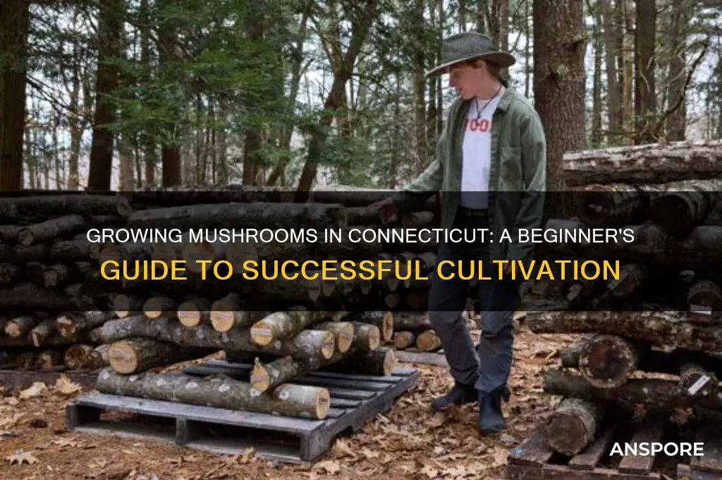 how to grow mushroom connecticut
