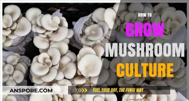 Mastering Mushroom Cultivation: A Step-by-Step Guide to Growing Your Own Culture