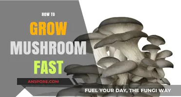 Quick Mushroom Growing Tips: Accelerate Your Harvest Effortlessly