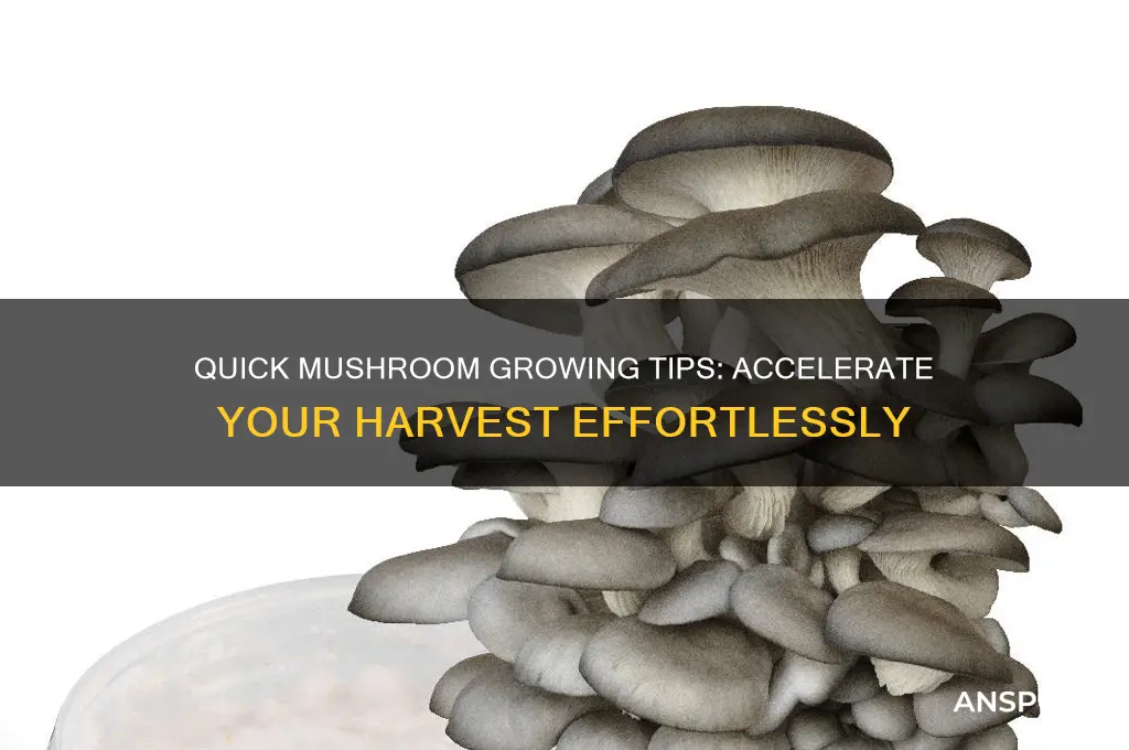 how to grow mushroom fast