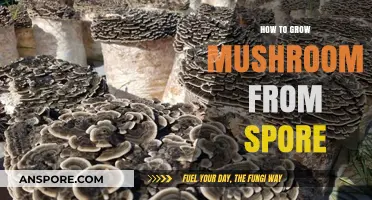 Mastering Mushroom Cultivation: A Step-by-Step Guide to Growing from Spores