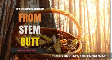 Mastering Mushroom Cultivation: Growing from Stem Butts at Home