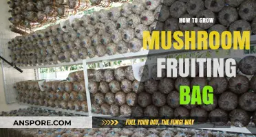Mastering Mushroom Cultivation: Growing Fruiting Bags Step-by-Step Guide