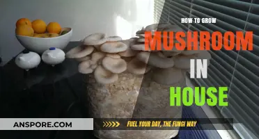 Easy Indoor Mushroom Growing: A Step-by-Step Guide for Beginners