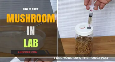 Mastering Mushroom Cultivation: A Step-by-Step Lab Growing Guide