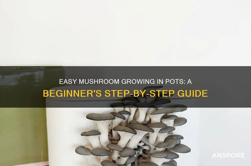 how to grow mushroom in pots