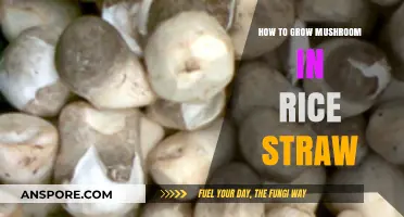 Growing Mushrooms in Rice Straw: A Simple Step-by-Step Guide