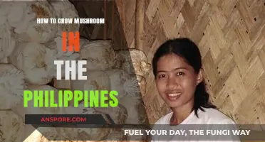 Mastering Mushroom Cultivation: A Step-by-Step Guide for Filipino Growers