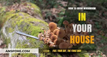 Easy Indoor Mushroom Growing: A Beginner's Guide to Homegrown Fungi
