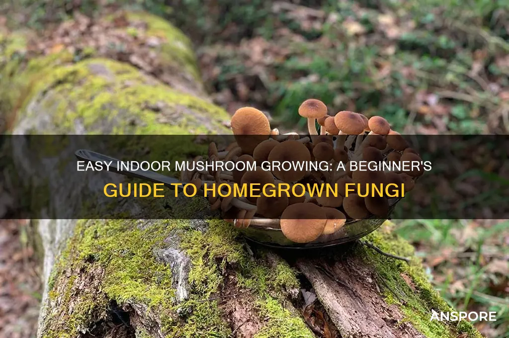 how to grow mushroom in your house