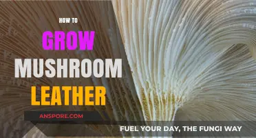 Sustainable Fashion: Growing Mushroom Leather for Eco-Friendly Design