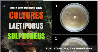 Mastering Mushroom Cultivation: Growing Laetiporus Sulphureus Liquid Cultures