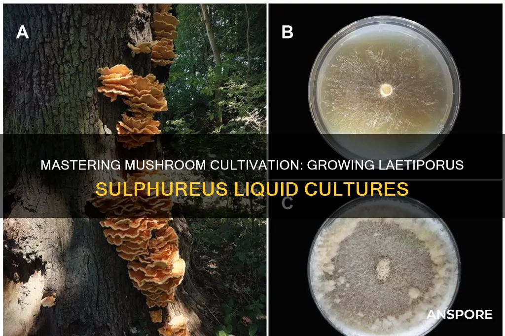 how to grow mushroom liquid cultures laetiporus sulphureus