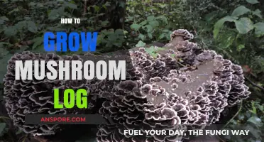 Mastering Mushroom Cultivation: A Step-by-Step Guide to Growing Logs