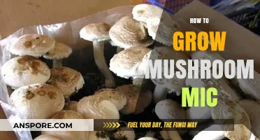 Mastering Mushroom Mic Cultivation: A Step-by-Step Growing Guide