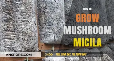 Mastering Mushroom Cultivation: A Guide to Growing Mycelium at Home
