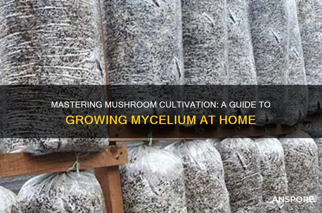 how to grow mushroom micila