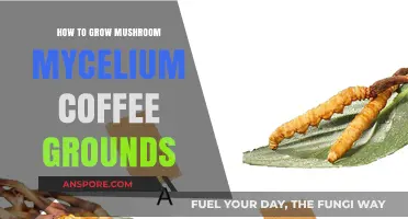 Growing Mushroom Mycelium on Coffee Grounds: A Simple DIY Guide