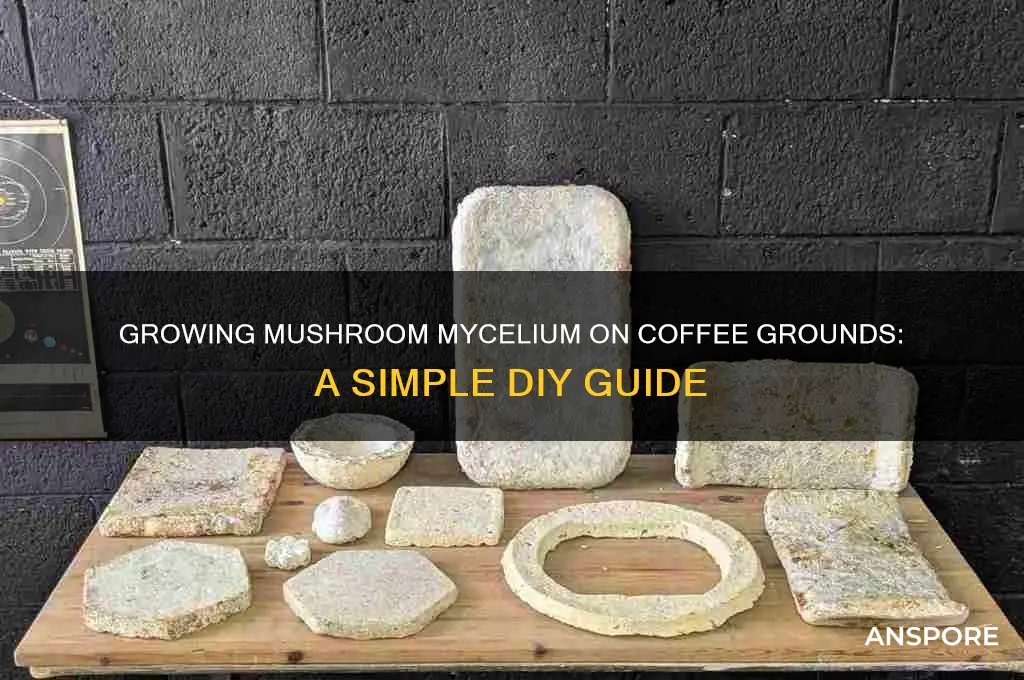 how to grow mushroom mycelium coffee grounds