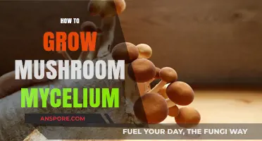 Mastering Mushroom Mycelium Growth: A Beginner's Guide to Cultivation