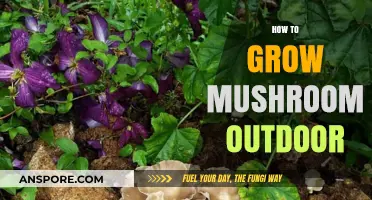 Mastering Outdoor Mushroom Cultivation: Tips for a Bountiful Harvest