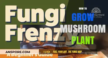 Mastering Mushroom Cultivation: A Beginner's Guide to Growing Your Own