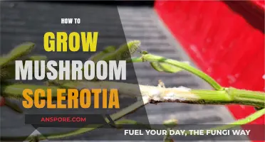 Mastering Mushroom Sclerotia Growth: Essential Tips for Successful Cultivation