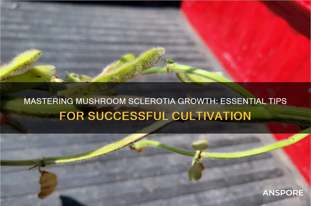 how to grow mushroom sclerotia