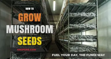 Mastering Mushroom Cultivation: A Beginner's Guide to Growing Mushroom Spores