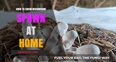 Mastering Mushroom Spawn: A Beginner's Guide to Home Cultivation
