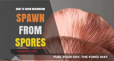 Mastering Mushroom Cultivation: Growing Spawn from Spores Step-by-Step