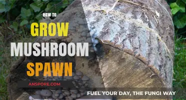 Mastering Mushroom Spawn: A Step-by-Step Guide to Successful Growth