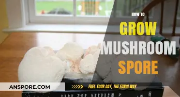 Mastering Mushroom Cultivation: A Step-by-Step Guide to Growing Spores