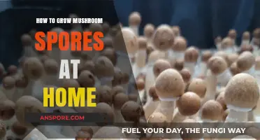 Mastering Mushroom Cultivation: A Beginner's Guide to Growing Spores at Home