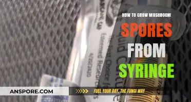 Mastering Mushroom Cultivation: Growing Spores from Syringe Step-by-Step