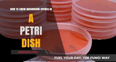 Cultivating Mushroom Spores: A Step-by-Step Petri Dish Guide