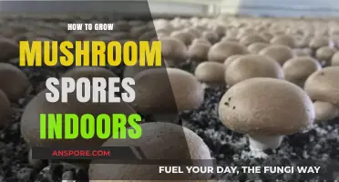 Master Indoor Mushroom Cultivation: Growing Spores at Home Easily