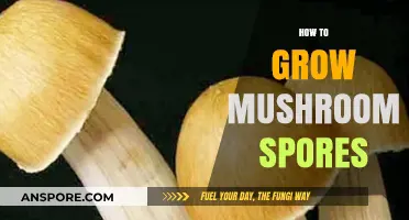 Mastering Mushroom Cultivation: A Guide to Growing Spores Successfully