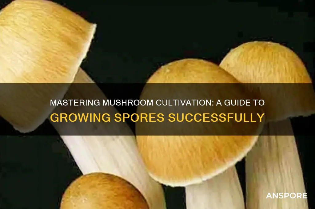 how to grow mushroom spores