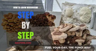Mastering Mushroom Cultivation: A Step-by-Step Guide to Growing Mushrooms