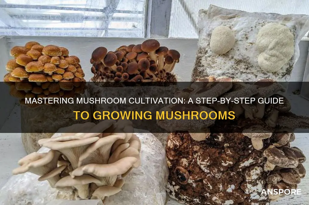 how to grow mushroom step by step